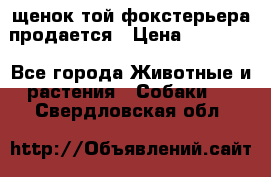 щенок той-фокстерьера продается › Цена ­ 25 000 - Все города Животные и растения » Собаки   . Свердловская обл.